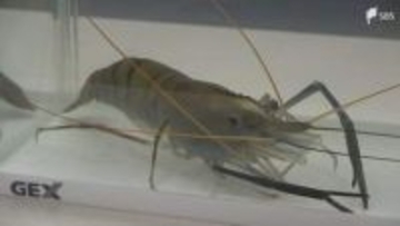 南伊豆町の温泉熱を利用したオニテナガエビの陸上養殖 取り組む自動車部品販売会社が町の産業振興に協力へ=静岡