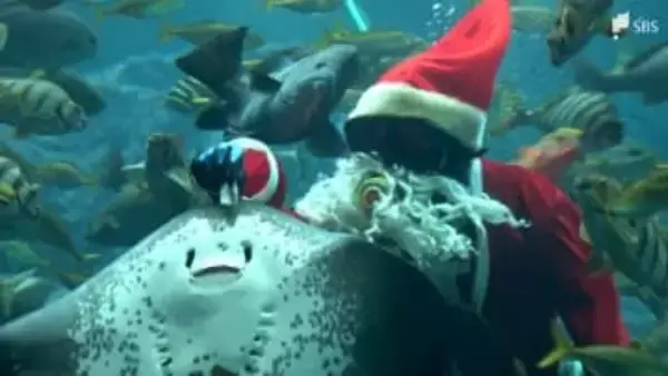 水族館の大水槽にサンタクロース登場 魚に餌の“クリスマスプレゼント”＝静岡・下田海中水族館