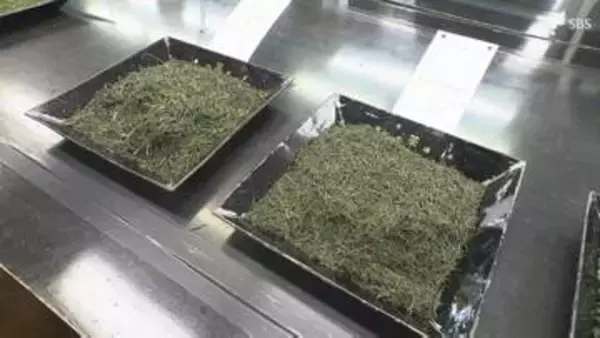 最高値は「118万円」静岡茶市場で新茶の初取引 2026年から電子入札を初導入 狙いは「市場の活性化」