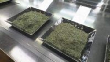 最高値は「118万円」静岡茶市場で新茶の初取引 2026年から電子入札を初導入 狙いは「市場の活性化」