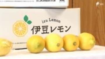 新ブランド「伊豆レモン」熱海でデビュー 酸味とコクの秘密は「魚のアラ」肥料 伊豆レモンサイダーも登場 ＝静岡