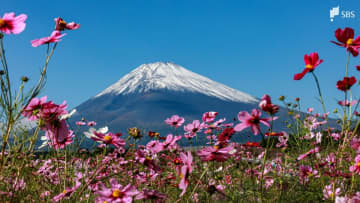 初冠雪の富士山と“共演”!裾野市のコスモス畑が見頃 残暑で開花遅れ=静岡【くるちゃんさんぽ】