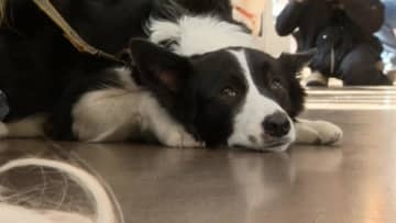 ペットと共生社会めざしオムツはいて電車で出かけよう ペット用品メーカーと岳南電車が社会実験 ＝静岡・富士市