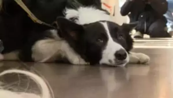 ペットと共生社会めざしオムツはいて電車で出かけよう ペット用品メーカーと岳南電車が社会実験 ＝静岡・富士市