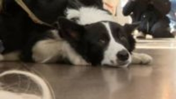 ペットと共生社会めざしオムツはいて電車で出かけよう ペット用品メーカーと岳南電車が社会実験 ＝静岡・富士市