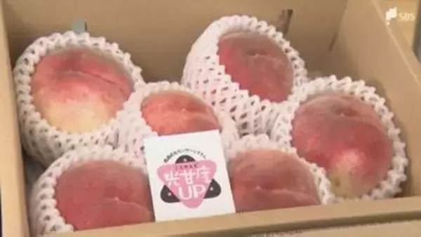 一日限定の販売会 山梨県産最高級のモモを静岡市の百貨店で販売＝静岡市葵区