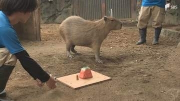 「安定した食べっぷり」カピバラの「スイカの早食い競争」全国5つの動物園が共同開催＝静岡・伊東市