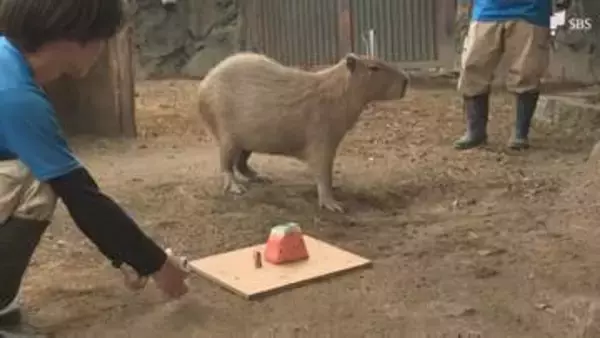 「安定した食べっぷり」カピバラの「スイカの早食い競争」全国5つの動物園が共同開催＝静岡・伊東市