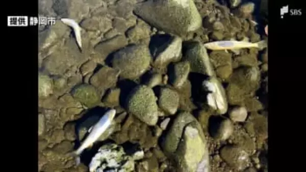 「川で魚が死んでいる」静岡市・庵原川でアユなど約500匹の魚類大量死 原因不明で市が調査中＝静岡市清水区