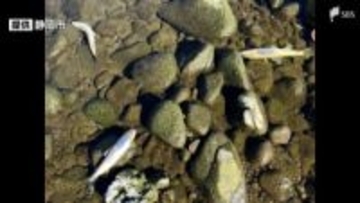 「川で魚が死んでいる」静岡市・庵原川でアユなど約500匹の魚類大量死 原因不明で市が調査中＝静岡市清水区