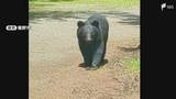 「クマの目撃情報が19件でここ数年で最多に 市長が定例会見で発表=静岡・裾野市」の画像1