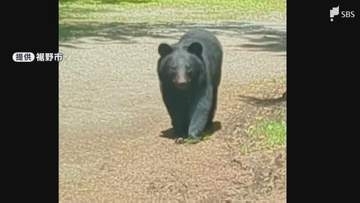 クマの目撃情報が19件でここ数年で最多に 市長が定例会見で発表=静岡・裾野市
