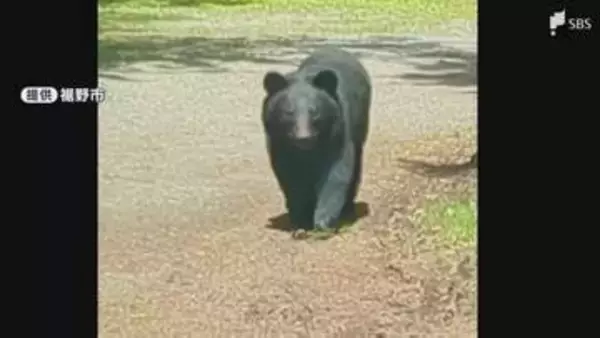 クマの目撃情報が19件でここ数年で最多に 市長が定例会見で発表=静岡・裾野市