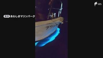 「年に数回見られればラッキー」夜の海で青い光が発生 その正体は「夜行虫」幻想的な光を放つ理由は?＝静岡・沼津市