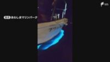 「年に数回見られればラッキー」夜の海で青い光が発生 その正体は「夜行虫」幻想的な光を放つ理由は?＝静岡・沼津市