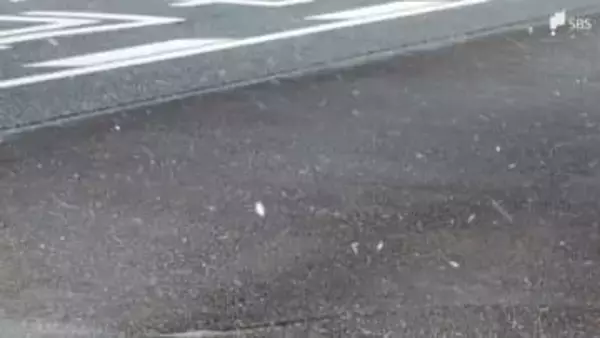 静岡市内で風花舞う 強風で山沿いの雪運ばれる 1月の観測史上最大の風速も記録