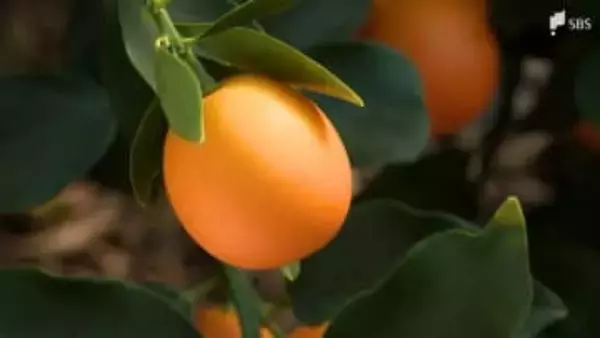 糖度25度超え！メロンより甘い！？清水のブランドキンカン「こん太」=静岡市【しずおか産】