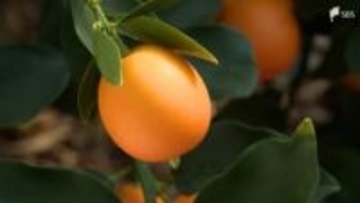 糖度25度超え！メロンより甘い！？清水のブランドキンカン「こん太」=静岡市【しずおか産】