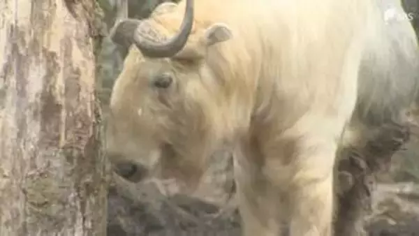 成長すると金色の毛並みに⋯“中国三大珍獣”と呼ばれるウシの仲間「ゴールデンターキン」公開＝静岡・富士サファリパーク