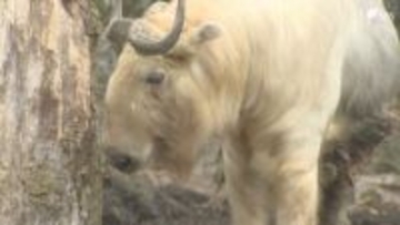 成長すると金色の毛並みに⋯“中国三大珍獣”と呼ばれるウシの仲間「ゴールデンターキン」公開＝静岡・富士サファリパーク