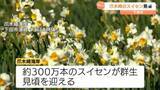 「「憂さがパーッと晴れるような気がします」300万本のスイセンが見頃迎える＝静岡・下田市爪木崎海岸」の画像1
