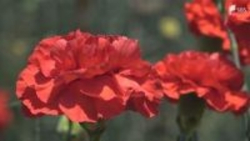 「かわづカーネーション見本園」色とりどりの花が見頃 母の日を前に209品種が咲き誇る=静岡・河津町