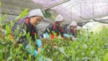新茶初取引前に高級茶「高嶺の香」摘み取り 「ぜひ味わって飲んで」新芽を丁寧に手摘み＝静岡市清水区