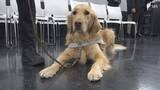 「盲導犬の育成拠点「富士ハーネス」に自動車販売会社が募金と支援金を贈呈=静岡」の画像1