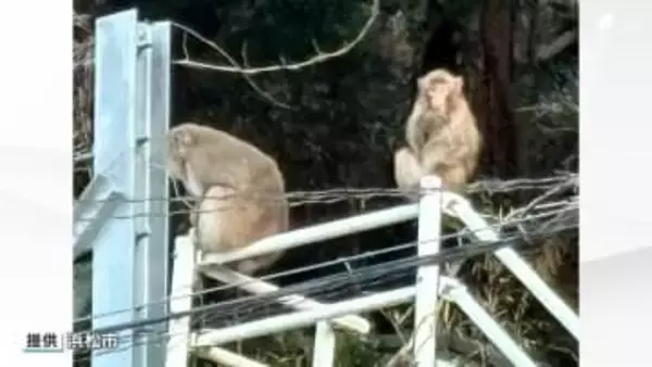 サルによるかみつき被害相次ぐ 年末年始の5日間で11人けが 親子とみられる2匹か＝浜松市天竜区