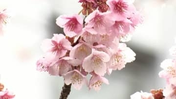 【静岡6区】選挙区の争点を深堀り「伊豆半島の観光振興」どう進める？3候補の主張は…【衆院選2026】