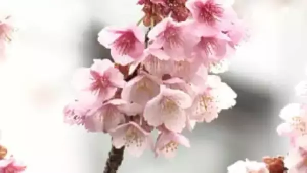 【静岡6区】選挙区の争点を深堀り「伊豆半島の観光振興」どう進める？3候補の主張は…【衆院選2026】