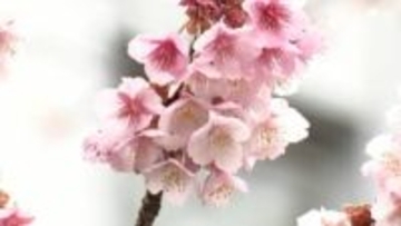 【静岡6区】選挙区の争点を深堀り「伊豆半島の観光振興」どう進める？3候補の主張は…【衆院選2026】