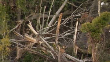 「雨が降れば崩れると思う」倒木被害は20ヘクタール…復旧計画"0.9ヘクタール"に住民から不安の声「2次災害危険」=静岡・牧之原市