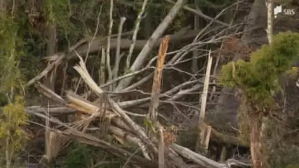 「雨が降れば崩れると思う」倒木被害は20ヘクタール…復旧計画"0.9ヘクタール"に住民から不安の声「2次災害危険」=静岡・牧之原市