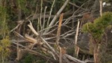 「雨が降れば崩れると思う」倒木被害は20ヘクタール…復旧計画"0.9ヘクタール"に住民から不安の声「2次災害危険」=静岡・牧之原市