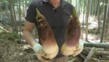 「まずタケノコご飯、それから煮物や刺身」静岡県南伊豆町の観光農園でタケノコ狩りが最盛期 多くの観光客でにぎわう