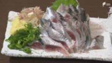 「こんな脂乗りのいいイワシがこの時期に入るはない」記録的な豊漁でイワシが安い！ 裏腹にイワシの子どものシラスは不漁に=静岡