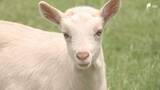 「「走っているところがかわいかった」愛くるしいヤギとヒツジの赤ちゃん 来園客に人気＝静岡・富士山こどもの国」の画像1
