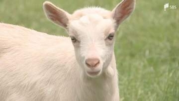 「走っているところがかわいかった」愛くるしいヤギとヒツジの赤ちゃん 来園客に人気＝静岡・富士山こどもの国