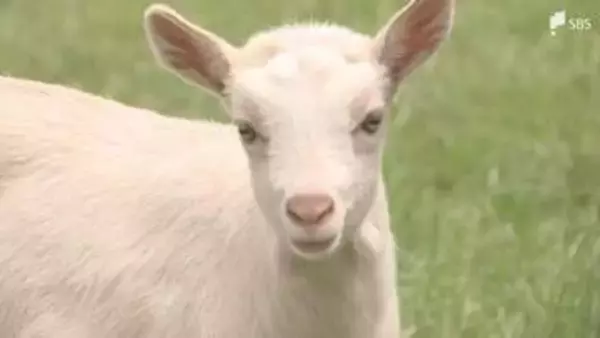 「走っているところがかわいかった」愛くるしいヤギとヒツジの赤ちゃん 来園客に人気＝静岡・富士山こどもの国