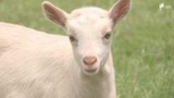 「走っているところがかわいかった」愛くるしいヤギとヒツジの赤ちゃん 来園客に人気＝静岡・富士山こどもの国