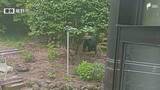 「クマ目撃情報相次ぐ 24日夕方には民家の裏手の山で 市が鈴やラジオを携帯するよう呼びかけ＝静岡・裾野市」の画像1