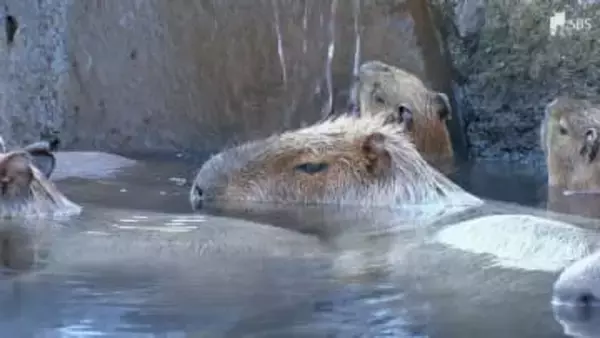 「3度目の正直」ならず…カピバラ長風呂対決 静岡代表「トリュフ」は1時間26分で3位 2年連続準優勝から雪辱果たせず