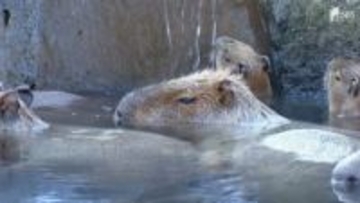 「3度目の正直」ならず…カピバラ長風呂対決 静岡代表「トリュフ」は1時間26分で3位 2年連続準優勝から雪辱果たせず