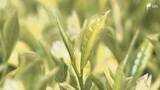 「「幻の茶」きら香の手摘み体験 袋井市だけで生産=静岡」の画像1