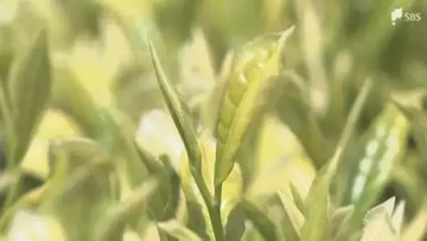 「幻の茶」きら香の手摘み体験 袋井市だけで生産=静岡