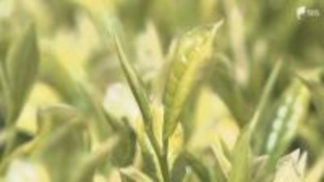 「幻の茶」きら香の手摘み体験 袋井市だけで生産=静岡