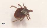 「マダニ媒介の感染症患者、新たに4人確認 年間患者数すでに過去最多を上回り、県が注意呼びかけ＝静岡」の画像1
