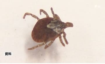 マダニ媒介の感染症患者、新たに4人確認 年間患者数すでに過去最多を上回り、県が注意呼びかけ＝静岡