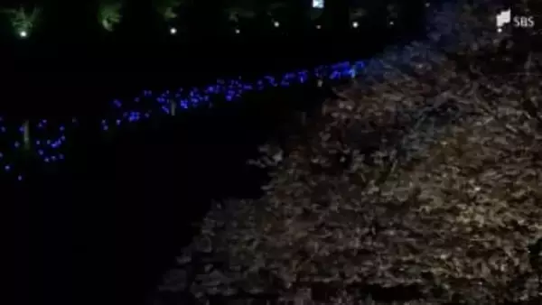 「桜と水色でめっちゃきれい」河津桜のライトアップと川を流れるLED電球のコラボレーションイベント「夜桜☆流れ星」が10年ぶりに復活＝静岡・南伊豆町